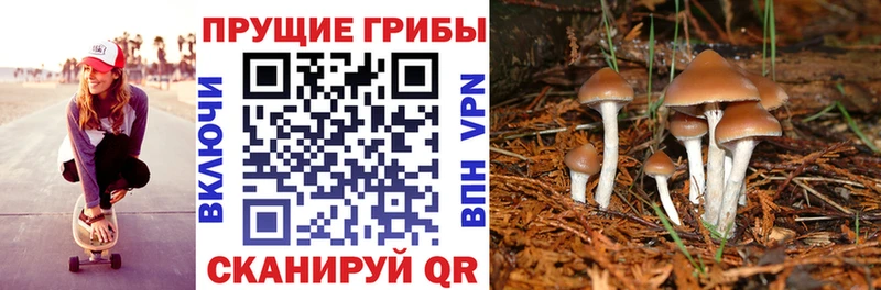 Псилоцибиновые грибы мицелий где найти наркотики Шатура